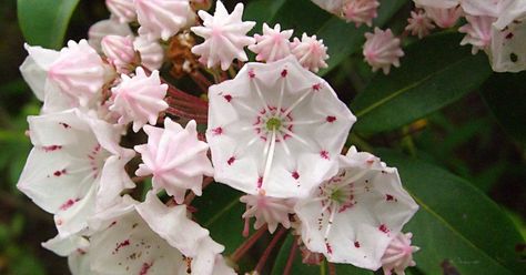 Despite its popularity, the mountain laurel wasn’t a shoe-in as the Pennsylvania state flower. Description from proflowers.com. I searched for this on bing.com/images Laurel Tattoo, Evergreens For Shade, Shade Loving Shrubs, Kalmia Latifolia, Plants Under Trees, House To Home, Flower Mountain, Fuchsia Flowers, Blue Plants