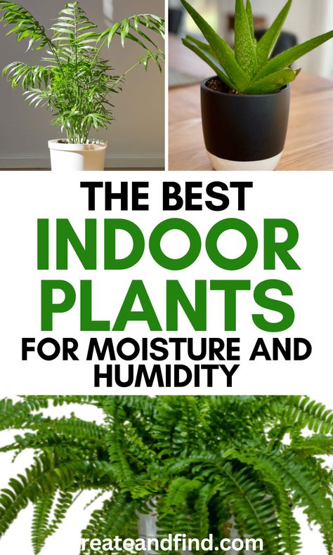 Hardy indoor houseplants that absorb moisture, purify the air, and are great for humidity in the bathroom. Low Light High Humidity Plants, Plants For Bathroom, Bathroom Plant, Plant Benefits, Best Indoor Plants, Keep Alive, Bathroom Plants, Air Purifying, Air Purifying Plants