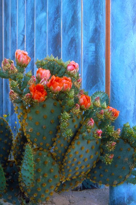 Desert Beauty, نباتات منزلية, Blooming Cactus, Desert Flowers, Cactus Plant, Cactus Flowers, Desert Plants, Cactus Y Suculentas, Cactus Garden