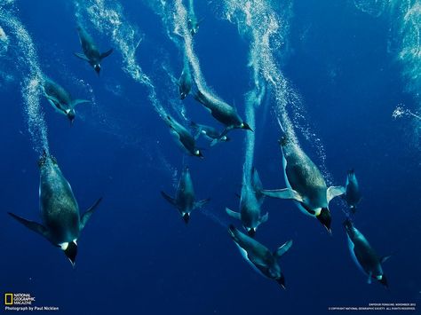 Diving Penguins! http://smq.tc/1rGYB22  #photo Emperor Penguins, Underwater Wallpaper, Penguin Pictures, Emperor Penguin, Underwater Life, Weird Pictures, National Geographic Photos, In The Ocean, Underwater World