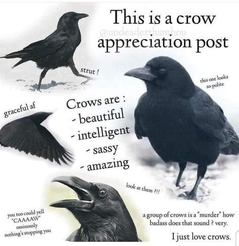 Crow Core, Crow Aesthetic, Group Of Crows, Caw Caw, Crows And Ravens, A Crow, Crows Ravens, Appreciation Post, Six Of Crows