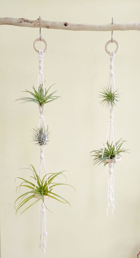 🌿✨This item comes in beige as standard unless specified otherwise when you place your order.✨🌿 🌿Suitable for hanging small size air plants/ Tillandsia such as Lonantha, Scaposa and Brachycaulos (as in photo). These air plant wall hangers are a perfect home for your plant babies. You can hang it next to the kitchen window, living room wall for a boho chic vibe or anywhere you want to add a bit of greenery to your home . The plant pouch can accommodate a small Tillandsia air plants (as in photo Macrame Bathroom, Macrame Air Plant Holder, Air Plants Display, Diy Plant Pots, Air Plant Wall, Plants Display, Airplant Wall, Air Plant Hanger, Window Living Room