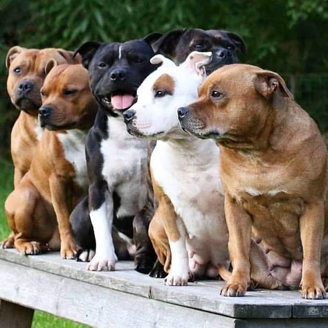 English Staffordshire Terrier, English Staffordshire Bull Terrier Puppy, English Staffy, Staffordshire Bull Terrier Puppy, American Staffordshire Terrier Puppies, Bull Terrier Puppies, Staffordshire Bull Terrier Puppies, Cute Pitbull Puppies, Black And White Staffy Puppy