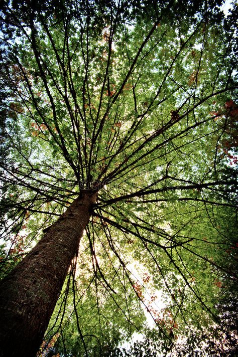 Tree canopy. A wide angle tree canopy , #AFFILIATE, #canopy, #Tree, #wide, #tree, #angle #ad Canopy Of Trees, Canopy Trees, Autumn Room, Jungle Tree, Clouded Leopard, Pavilion Design, Forest Canopy, Room Studio, Occult Symbols