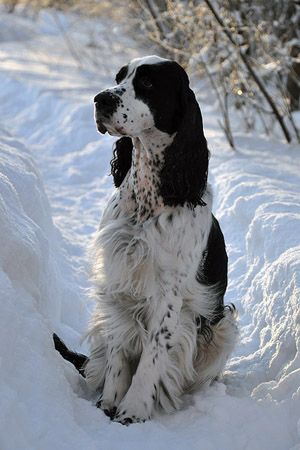 English Springer. … Tattoos Outdoors, Welsh Springer Spaniel, Springer Spaniel Puppies, Spaniel Breeds, Spaniel Art, Springer Spaniels, Animals Design, Cocker Spaniel Puppies, Architecture Quotes