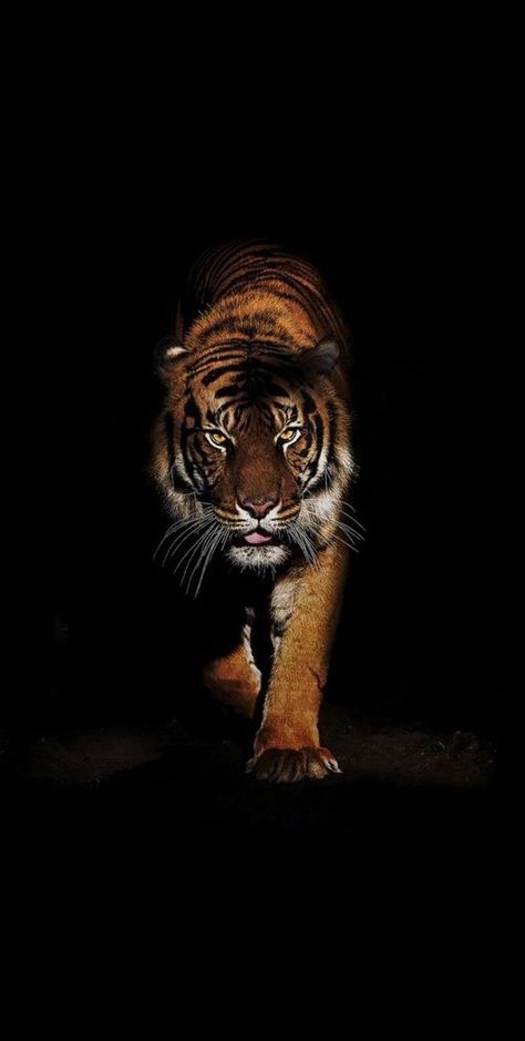 Tiger Photography, Wild Animal Wallpaper, Tiger Artwork, Tiger Love, Tiger Pictures, Pencak Silat, Big Cats Art, Majestic Animals, A Tiger