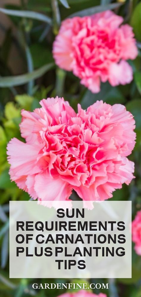 If you want your carnation to flourish into a beautiful plant in your garden then this is for you! Learn about the sun requirements for carnations and planting tips for a healthy and thriving carnation plant. #carnation #carnationflower #carnations #flowergarden #gardening #gardencare #plantingtips #sunrequirements #planting Carnation Plants, Ways To Conserve Water, Mini Carnations, Planting Tips, Fragrant Garden, Flowers Gardening, Carnation Flower, Good Environment, Vegetable Garden Design