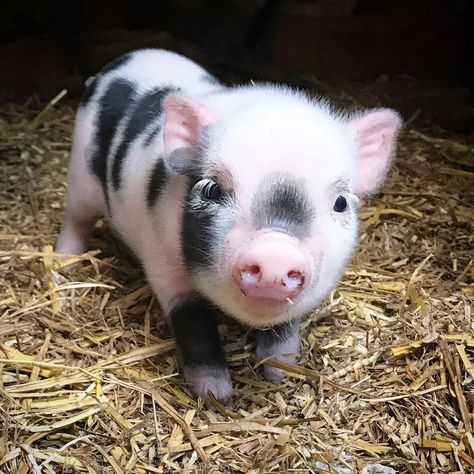 Baby Piglets, Micro Pigs, Teacup Pigs, Pig Pictures, Cute Piglets, Beautiful Eyelashes, Mini Pigs, Cute Piggies