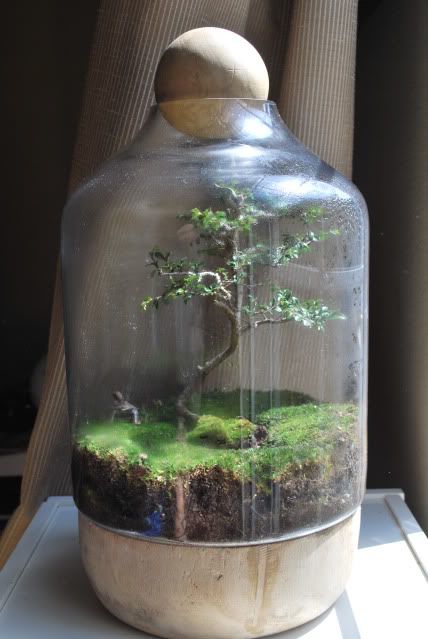 Wooden Ball = Great Idea Bonsai Terrarium, Cool Flowers, Terrarium Jar, Mini Terrarium, Moss Garden, Bonsai Art, Garden Terrarium, Indoor Gardens, Bonsai Plants