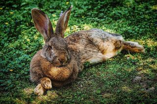 I've become more acquainted with the Moon Hare as I write a YA Fantasy book. Flemish Giant Rabbit, Hare Animal, Butcher Meat, Rabbit Hunting, Giant Rabbit, Meat Rabbits, Flemish Giant, Raising Rabbits, Rabbit Life