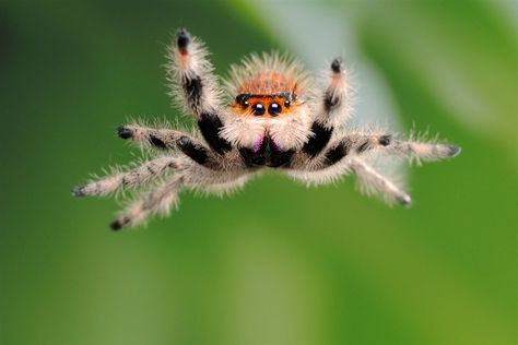 Spider Man Comics, Cool Insects, Pet Spider, Jumping Spider, Funny Animal Photos, Beautiful Bugs, Arachnids, Bugs And Insects, Dessin Adorable