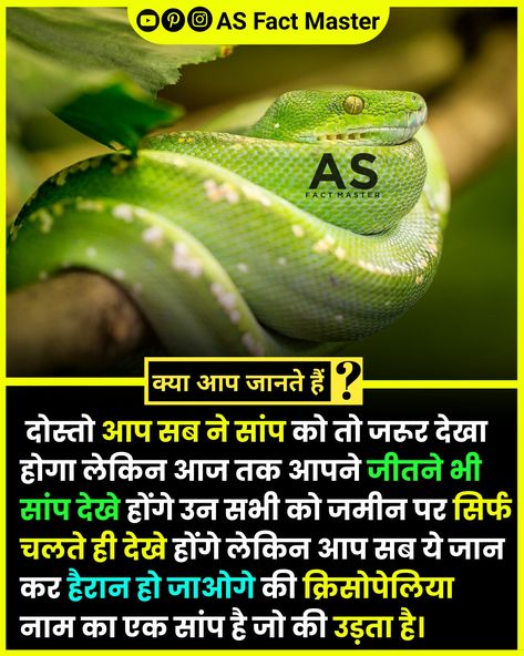 An Amazing facts about snake you should now ( fact in hindi) 👉 Follow now :- AS Fact Master Snake Facts In Hindi, Fact About Animals In Hindi, Animal Facts In Hindi, Jai Mata Di Wallpaper, Fact Hindi, Fact In Hindi, Amazing Facts In Hindi, Snake Facts, Youtube Facts