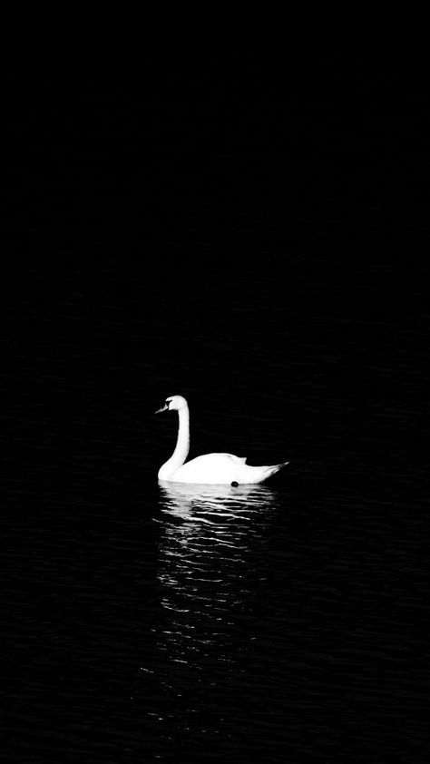 Swan Wallpaper - [1080x1920] Black Lover Wallpaper, Iphone 7+ Black, Swan Wallpaper, Swan Pictures, Dark Swan, Tumblr Backgrounds, Iphone Pictures, Bird Wallpaper, White Swan