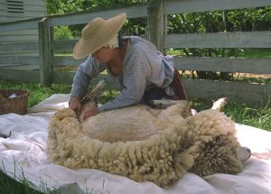 Godfrey Bowen, champion sheep shearer in New Zealand. New Mexico State University, Sheep Shearing, Outfit Photos, Shetland Sheep, Counting Sheep, Art Shows, Sheep Farm, Sheep And Lamb, A Sheep