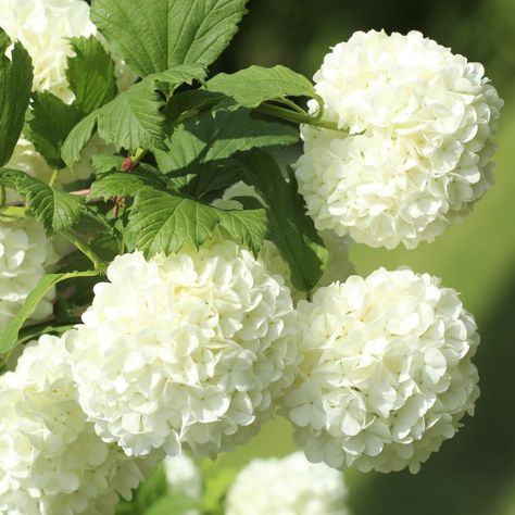 PRICES MAY VARY. Old Fashion Snowball Viburnum Plant White Viburnum Shrub in 4 Inch Pot Viburnum Highbush Starter Plant Hardy in zones 3-9 Old Fashion Snowball Viburnum Plant White Viburnum Shrub in 4 Inch Pot Viburnum Highbush Starter Plant Viburnum Shrub, Snowball Plant, Snowball Bush, Plant Patio, Snowball Viburnum, Southern Life, Zone 9, Wedding 2025, Starter Plants