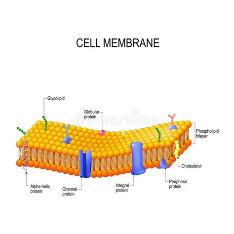 Plasma Membrane Drawing, Cell Membrane Drawing, Enzymes Biology, Cell Membrane Structure, Science Homework, Membrane Structure, Plasma Membrane, Story Drawing, Cell Structure