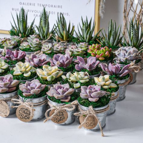 📦----Package Details----📦 You will receive,  ---24/36/54 Tiny Iron Buckets (Without Handles) . ---24/36/54 Live Fresh and healthy Succulent Plants, rooted in round pots. ---24/36/54 Mini Round Tags (Blank, You can choose the personalized option). ---Mose, Rope. 📢---Please feel free to contact us if you need other quantities ! 📢---Pictures are just for reference. All of these plants are randomly hand selected from 400+ different varieties. So you may receive the different varieties plants. Ho Garden Themed Bridal Shower Ideas, Plant Party Favors, Copper Wedding Theme, Wedding Centerpeices, Succulent Party Favors, Succulent Wedding Favors, Plant Party, Succulent Favors, Succulent Centerpieces