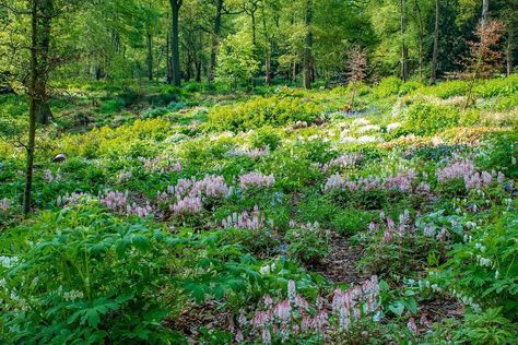 Nigel Dunnett on Instagram: “The Woodland Garden at @trenthamgardens - the ‘woodland meadow’, planted in spring 2016, with Tiarella ‘Spring Symphony’ looking good now.…” Nigel Dunnett, Meadow Plants, Woodland Meadow, Yard Inspiration, Woodland Plants, House Backyard, Planting Ideas, Dream Yard, Forest Garden