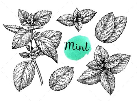 Retro style ink sketch of mint. Isolated on white background. Hand drawn vector illustration. Spearmint Tattoo, Summer Cleaning, Hand Drawn Leaves, Green Clean, Minted Art, Mint Flowers, Nature Sketch, Nursing Mother, Hand Drawn Vector Illustrations