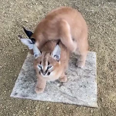 Baby Caracal, Caracal Kittens, Caracal Cat, Content Video, Cute Small Animals, Beautiful Animals, Cuteness Overload, Wildlife Photography, Animal Gifs