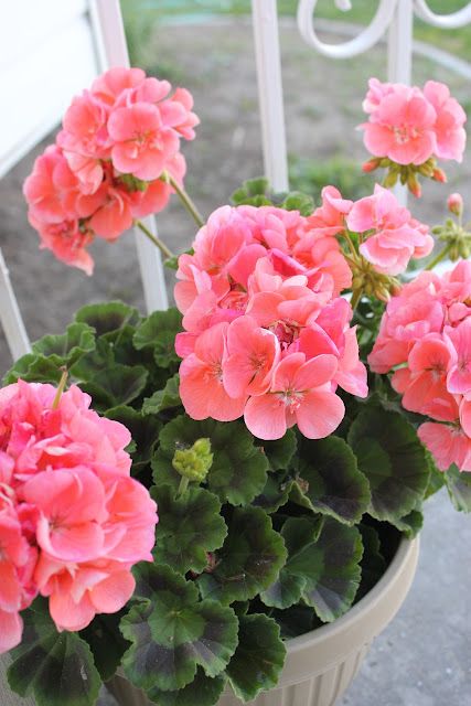 lOVE the Coral Geraniums! Pelargonium Geranium, Geranium Maderense, Geranium Wargrave Pink, Geranium 'johnson's Blue', Geranium Plant, Scented Geranium, Pink Geranium, Fall Planters, Container Gardening Vegetables