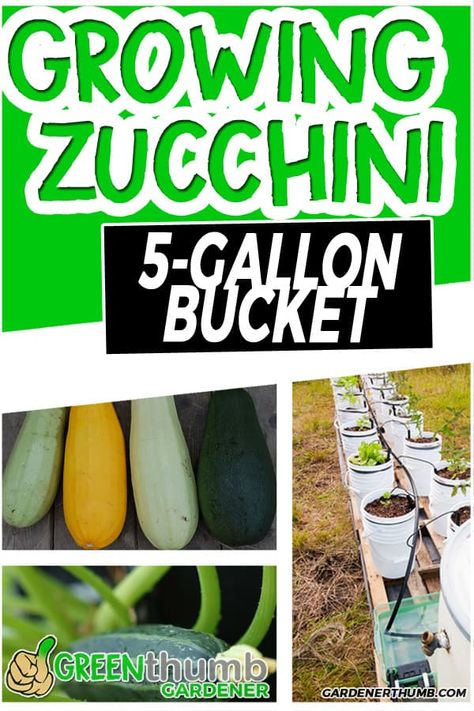 Growing zucchini in containers and 5 gallon buckets are a great idea to get into container gardening. Squash growing is one of the cornerstones of vegetable gardening, so definitely include zucchini in the mix. Follow these tips & techniques to grow. #containergarden #growingzucchini #5gallonbucketideas Planting Squash In Containers, Growing Squash In Containers, 5 Gallon Bucket Planter Ideas, Growing Zucchini In Containers, Alaska Gardening, Squash Growing, Zucchini Plant, Grow Zucchini, Growing Squash