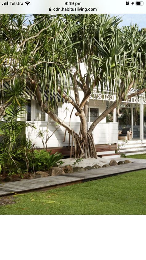 Pandanus Tectorius, Pandanus Tree, Weatherboard Cottage, Beach House Garden, Ideas Jardin, Coastal Luxe, Enclosed Porch, Victoria House, Outdoor Paving