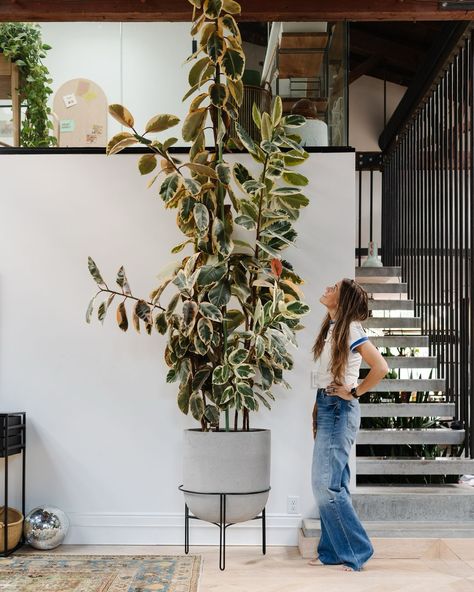 houseplants, houseplantdecor, houseplantasthetic,houseplantsindoor, houseplanthelp, pottedplants, plantsmama, plantfamily, plantsinbedroom, plantsinlivingroom, plantsinbathrooms, monsterra, snakeplant, succulents, Indoor, Decor, Pretty, Hanging, Pottedplants, potsforplants, plantdecor, howtoarragneplants, plantadvice, planthelp, bigplants, Low-light, Plant-lights, plantshelves, howtodecoratewithplants, Plantstand, Pothos, Popularindoorplants, plantbugs, gnats, plantfood, howtohelpaplant, water Ficus Tineke, Plant Care Guide, Indoor Tree, Green Stuff, Rubber Tree, Big Plants, Loving Friends, Plants Indoor, Fiddle Leaf