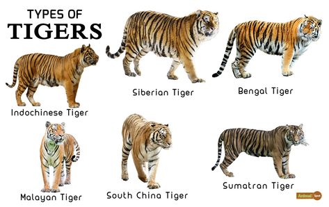 Tiger Facts, Types, Classification, Habitat, Diet, Adaptations Types Of Tigers, Tiger Habitat, Female Tiger, Tiger Species, Tiger Facts, Tiger Conservation, Pig Breeds, Animals Information, Cat Species