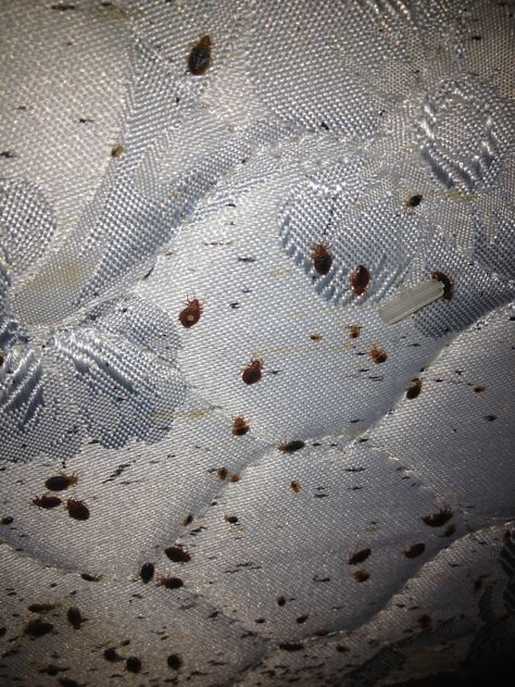 If you're spending the night away from home, never skip checking for bed bugs or your mattress could end up looking like this! Jane Prentiss, Bed Bugs Pictures, Remedies For Bee Stings, Fruit Fly Trap Diy, Bug Identification, Signs Of Bed Bugs, Get Rid Of Bed Bugs, Kill Bed Bugs, Rid Of Bed Bugs