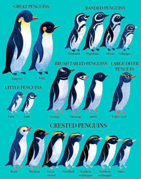 Different Types Of Penguins, Magellanic Penguins, Royal Penguin, Types Of Penguins, Magellanic Penguin, Penguin Species, Animals Information, Arctic Animals, Environmental Design