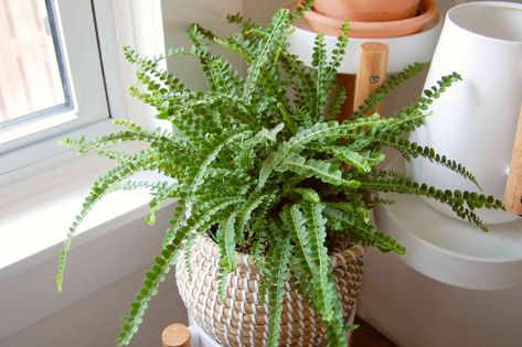 Lemon Button Fern, Australian Tree Fern, Button Fern, Understory Plants, Christmas Fern, Ferns Care, Types Of Ferns, Japanese Painted Fern, Plant In Glass