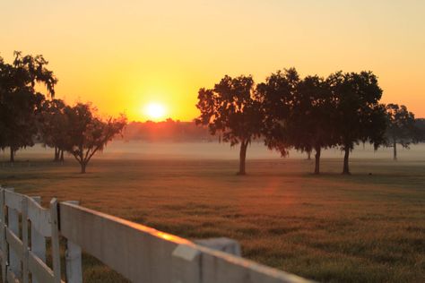 Looking for things to do in Ocala? See the best of the best horse farms, on this Ocala Equestrian scenic drive and the World Equestrian Center. World Equestrian Center, Equestrian Center, Drive Through, Horse Farms, Scenic Drive, Best Of The Best, Beach Town, Luxury Travel, Small Towns