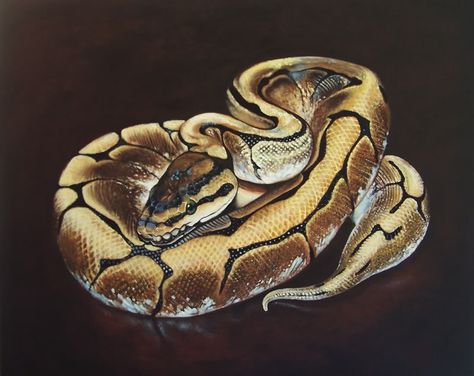 Ball Python Ball Python Drawing Reference, Python Painting, Python Drawing Snakes, Ball Python Painting, Python Drawing, Mystic Ball Python, Snake Painting, Types Of Snake, Python Snake