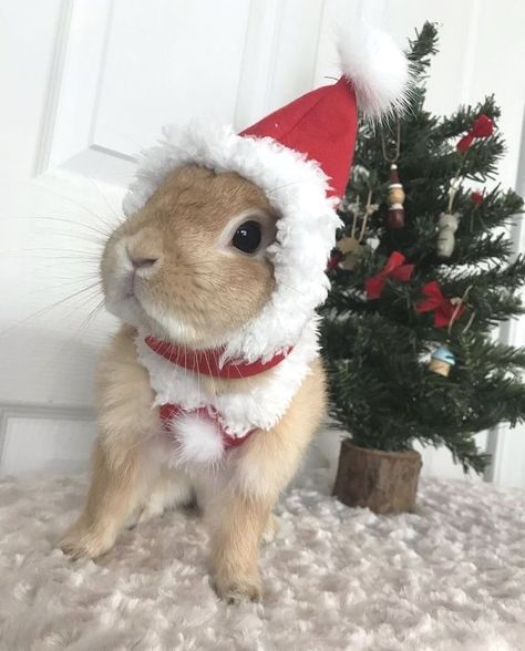 Christmas Pet Photos, Bunny Aesthetic, Pet Bunny Rabbits, Cute Buns, Animal Babies, Cute Bunny Pictures, Christmas Bunny, Bunny Wallpaper, Kawaii Bunny