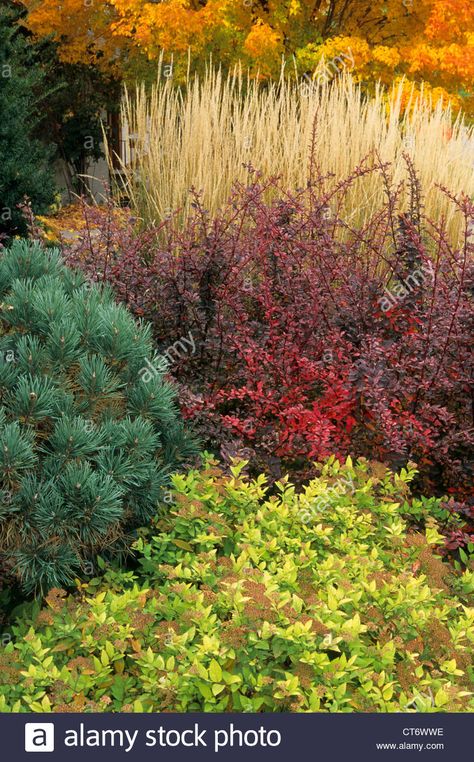 Goldmound Spirea, Fall Landscaping Front Yard, Minnesota Fall, Fall Landscaping, Front Lawn Landscaping, Trees For Front Yard, Minnesota Landscaping, Front Yards Curb Appeal, Front Garden Landscape