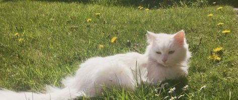 White Cat, Green, White