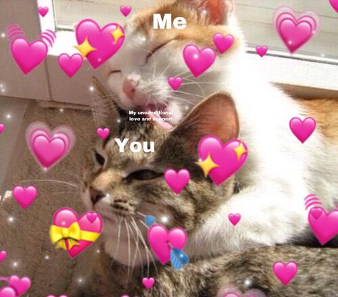 Wholesome Pictures, Cute Cat Memes, Cutie Quote, Cute Love Memes, Cute Cat Wallpaper, Cute Messages, Cat Aesthetic, Wholesome Memes