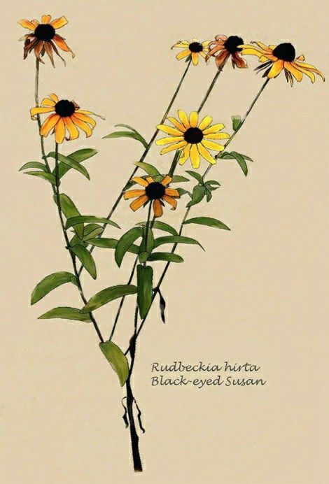 Blackeyed Susans Tattoo, Asap Tattoo, Miniature Watercolors, Blackeyed Susans, Sunflower Photography, Vintage Easter Cards, Botanical Drawing, Children Sketch, Daisy Tattoo