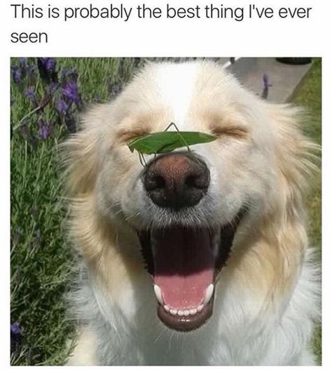 Nothin But Doggos: 30 Mood Lifting Memes For A Better Day - I Can Has Cheezburger? Funny Quotes Sarcasm, Funny Shirts Women, Pictures Funny, Jokes Funny, Funny Animal Memes, Dog Memes, Funny Animal, Funny Pics, Animal Memes