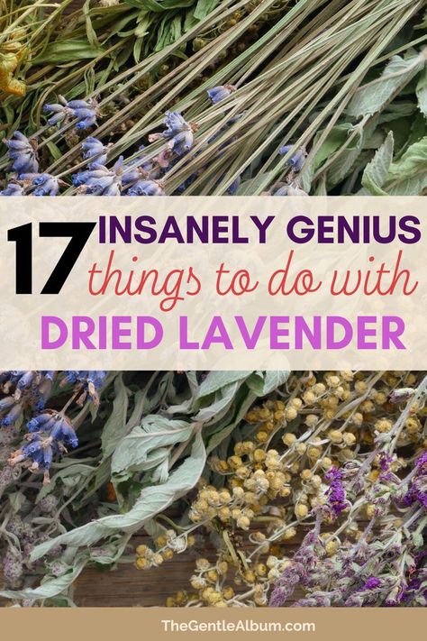 Diy dried lavender Dried Lavender Uses Witch, Dried Lavender Diy Ideas, Dried Lavender Table Decor, Lavender Homemade Gifts, Uses For Lavender Leaves, Lavender Gifts Diy, What To Do With Dried Lavender, Lavender Crafts Ideas, Dried Lavender Uses