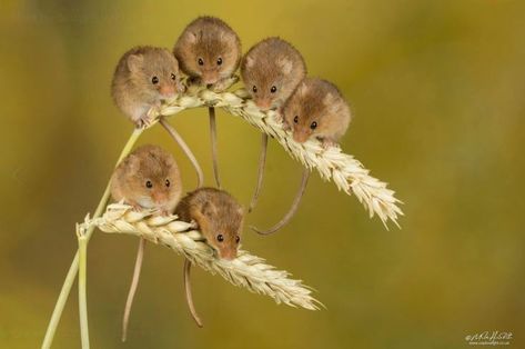 Websites For Photographers, Harvest Mouse, Wild Animals Photos, Professional Website Design, Pet Mice, Pet Rats, Little Critter, Cute Mouse, Professional Website