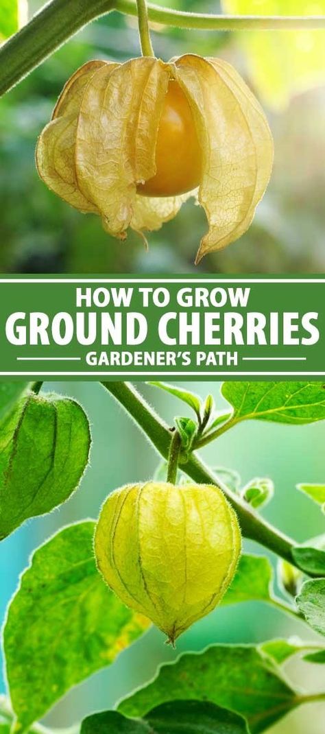 Ground cherries are an easy-to-grow summer annual producing masses of small but tasty, tropical-flavored berries. If you grow these unique berries from seed in a small section of your veggie garden you’ll have a nice snack at hand while gardening. Read on to learn how easy it is to grow these delicious little berries. #groundcherries #vegetablegarden #gardenerspath Unique Berries, Ground Cherries, Suburban Homestead, Gooseberry Recipes, Ground Cherry, Mountain Garden, Cherry Plant, Cherry Tomato Plant, Fruit Growing