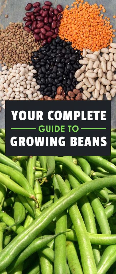 Easiest Veggies To Grow, Grow Beans, Veggies To Grow, Growing Beans, Indoor Vegetables, Hydroponic Farming, Hydroponics Diy, Source Of Protein, Indoor Vegetable Gardening