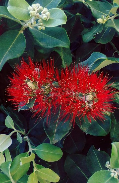 Ohia Lehua, Flowers Exotic, Flowers Photo, Patio Landscaping, Flowers Red, Tree Wallpaper, Garden Print, Design Drawing, Botanical Flowers