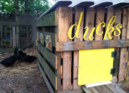 Duck House Plans, Duck Pens, Backyard Ducks, Duck Coop, Raising Ducks, Pet Ducks, Duck House, Bird House Kits, Coop Plans