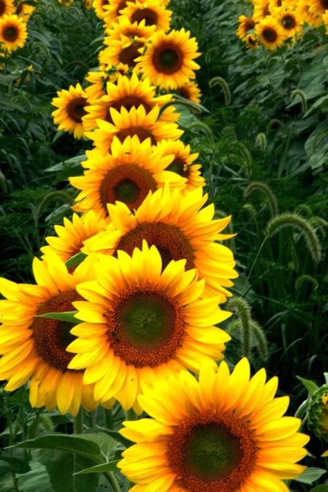 @cliffping A ti Cliff. Sunflower Farm, Nice Flower, Greenhouse Garden, Sunflowers And Daisies, Sunflower Pictures, Fotografi Vintage, Yellow Sunflowers, Sunflower Art, Happy Flowers