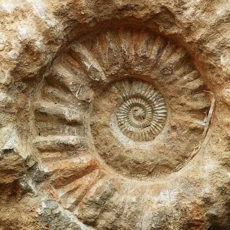 Fractal Nature, Collecting Rocks, Nature Geometry, Chambered Nautilus, Rocks And Fossils, Animal Crossing Characters, Ammonite Fossil, Cool Rocks, Golden Ratio