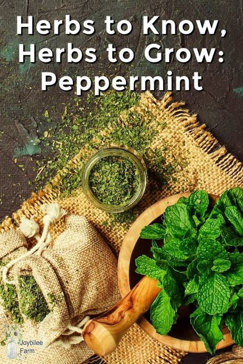 Learn how to grow, harvest, use and preserve peppermint. Get peppermint growing in your garden now and take advantage of all its medicinal actions. How To Harvest Peppermint, Peppermint Herb, Drying Mint Leaves, Garden Preparation, Farm Diy, Peppermint Recipes, Herbs To Grow, Peppermint Plants, Growing Mint