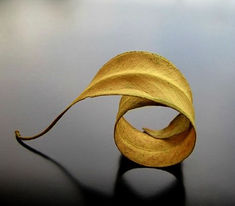 ArtPropelled | indigo–soul:   http://indigo–soul.tumblr.com/ Spirals In Nature, Fall Inspiration, Foto Art, Natural Forms, Leaf Art, Mellow Yellow, Color Collection, Nature Beauty, Nature Art